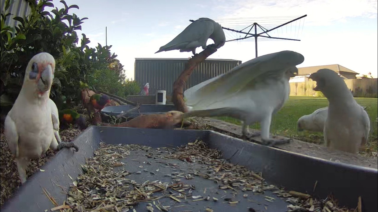 Australian Bird Feeder cam | 18/2/26  | yellow tail black cockatoos |  | galahs | lorikeets | cat tv