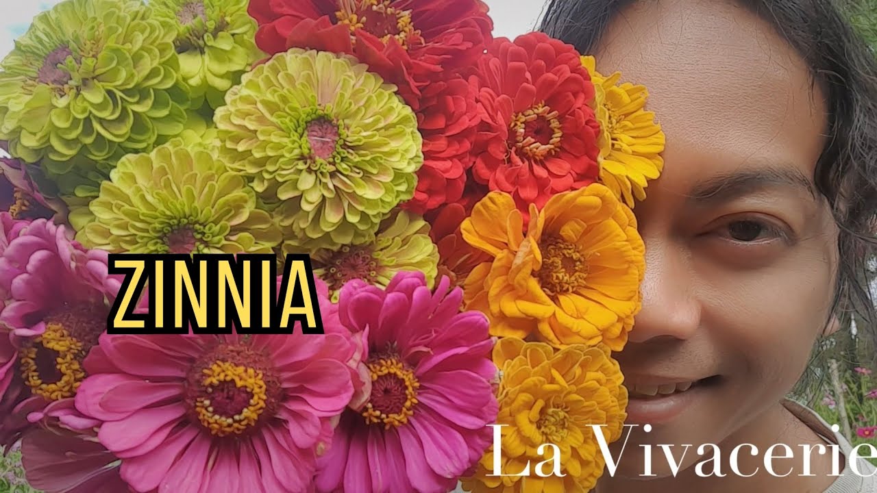 ZINNIA | semis, culture, hybridation, récolte des graines, les fleurs coupées pour la ferme florale