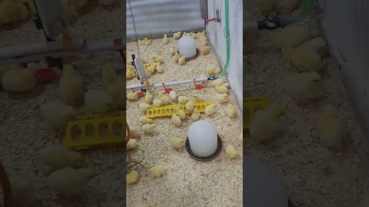اثر العزل الحراري في مزارع الدواجن