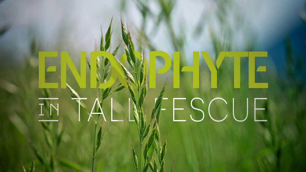 Fungal Endophyte Testing in Tall Fescue &ndash; Forage & Livestock Town Hall (Full Meeting)