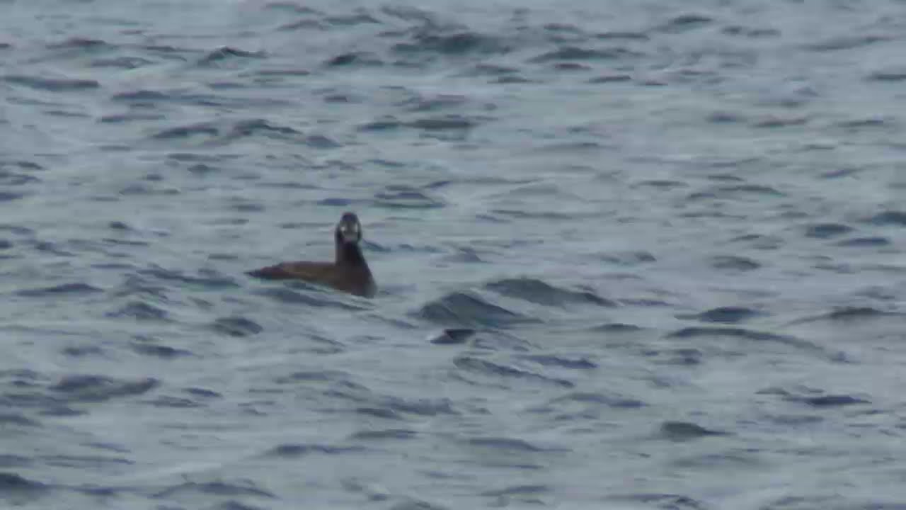 Stejneger's Scoter / Sibirisk knölsvärta (Melanitta stejnegeri)