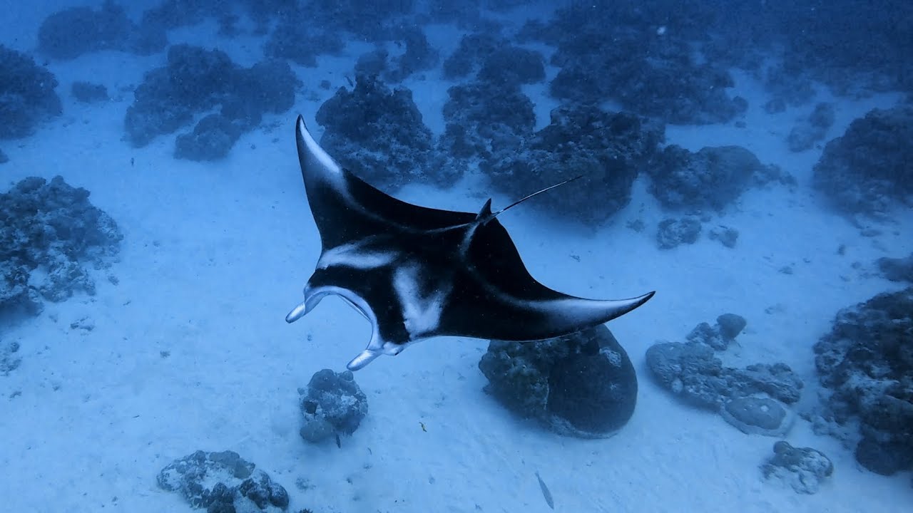 Christmas in Palau Episode 1