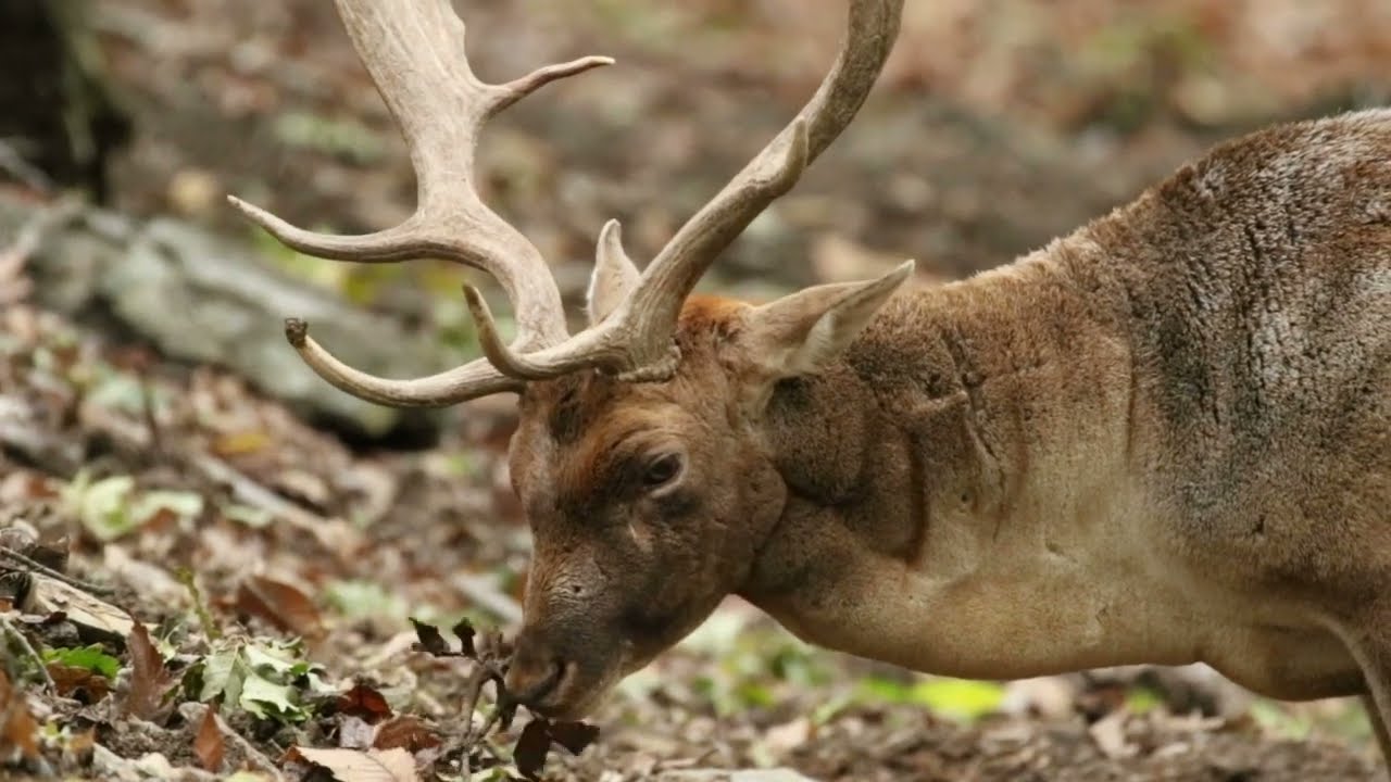 Daino maschio (Dama Dama)