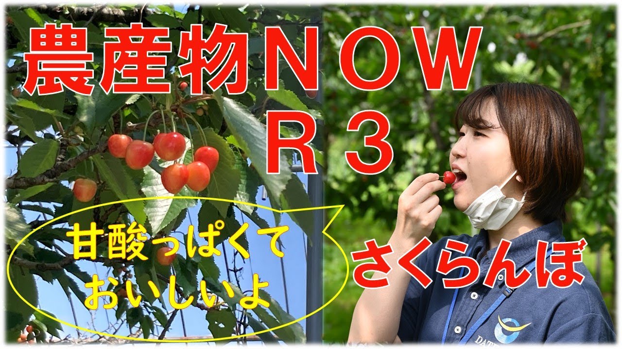 農産物NOW R3 Vol.1 伊達のさくらんぼ