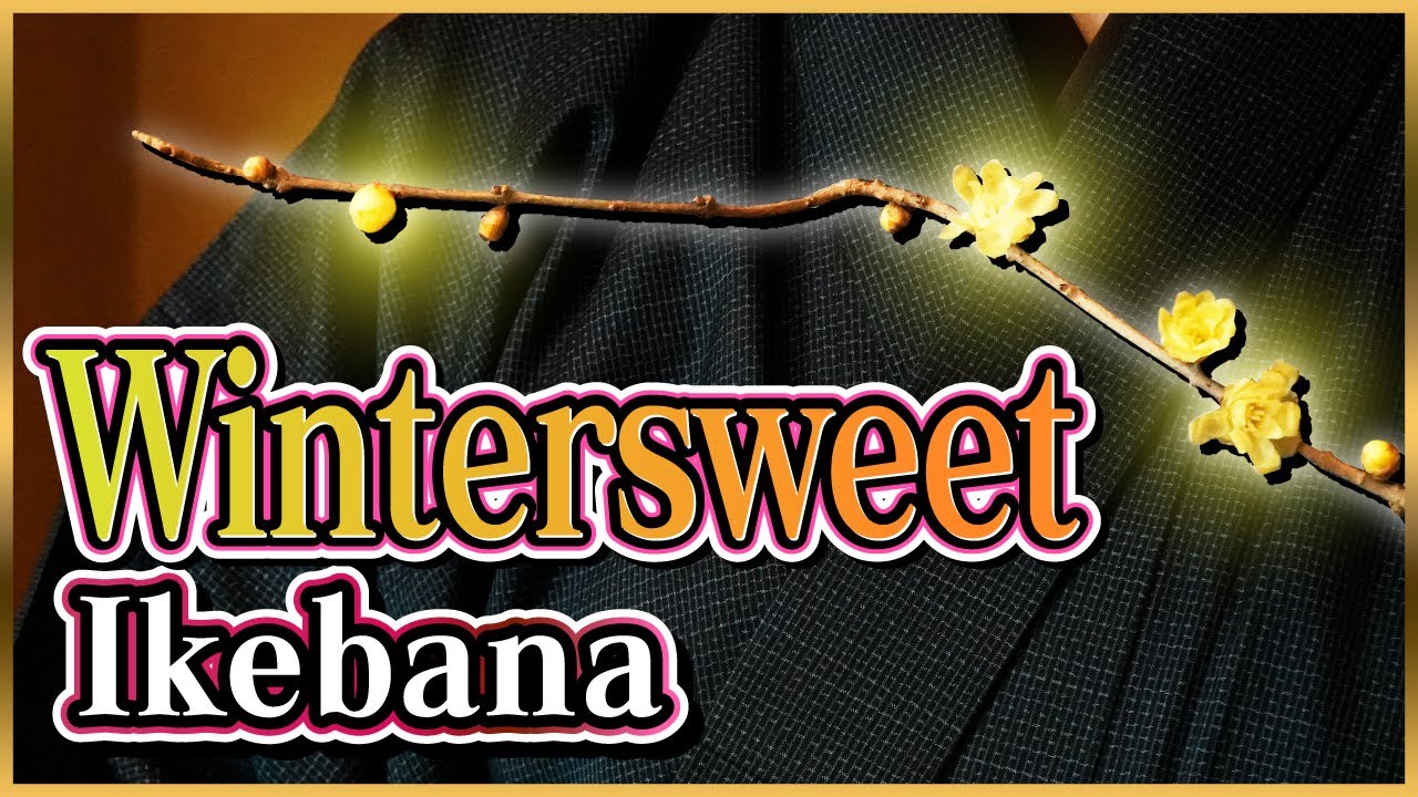 Famous Winter Flower! Ikebana Using the Wintersweet