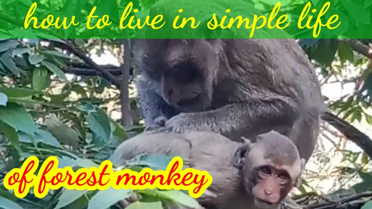 how to live simple life of wild monkey,@ruralanimallifestyle3018