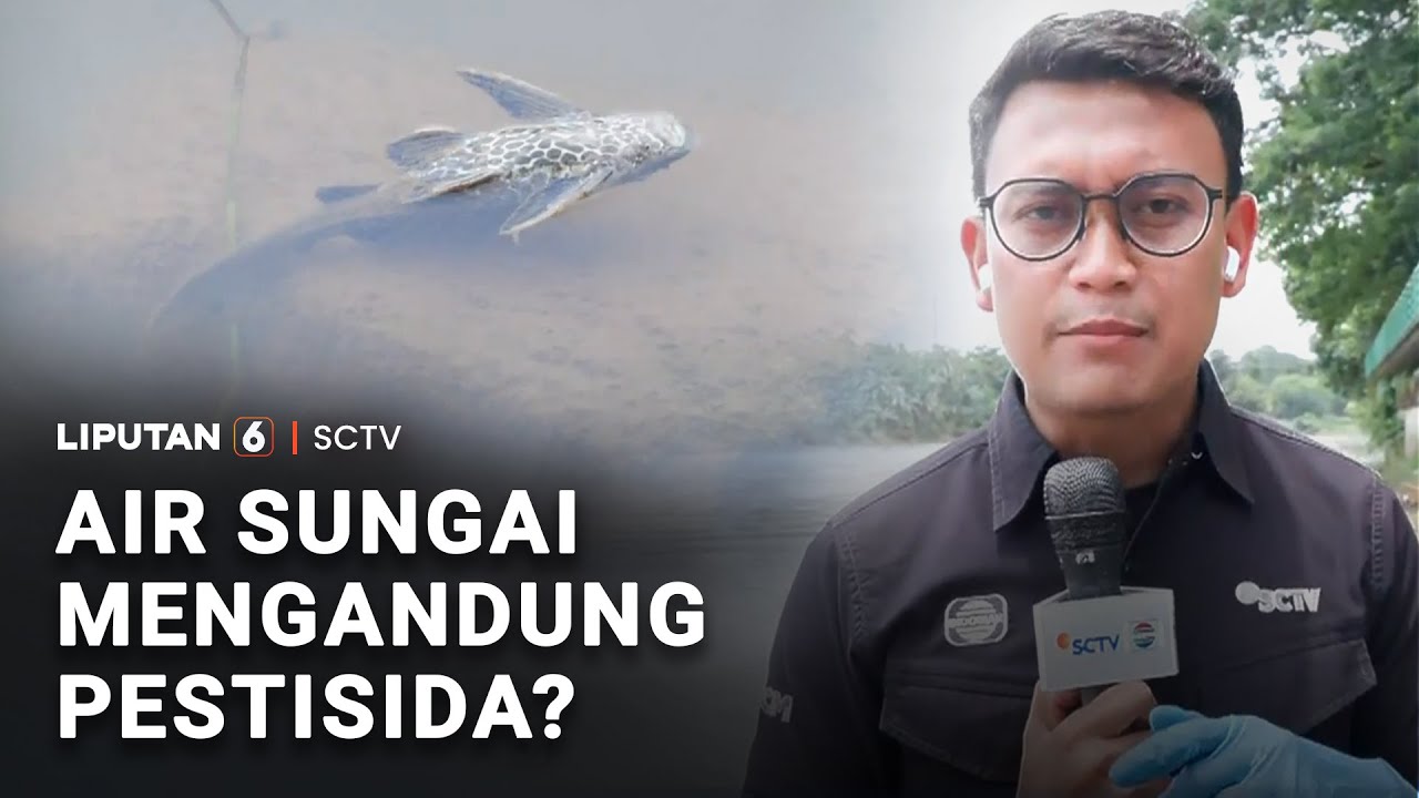 Air Berbusa dan Banyak Ikan Mati, Aliran Sungai Cisadane Tercemar Pestisida? | Liputan 6