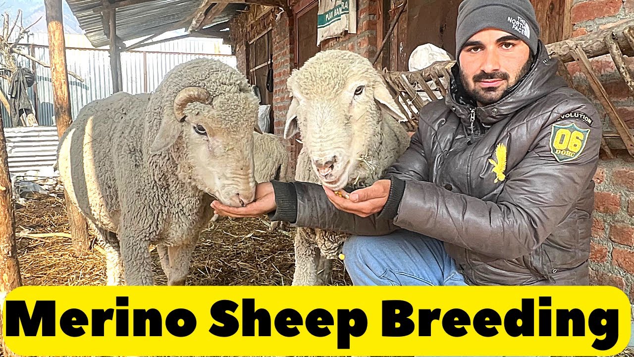 MERINO SHEEP BREEDING | High Breed Merino Sheep Breeding | Kashmiri Merino Sheep's Breeding