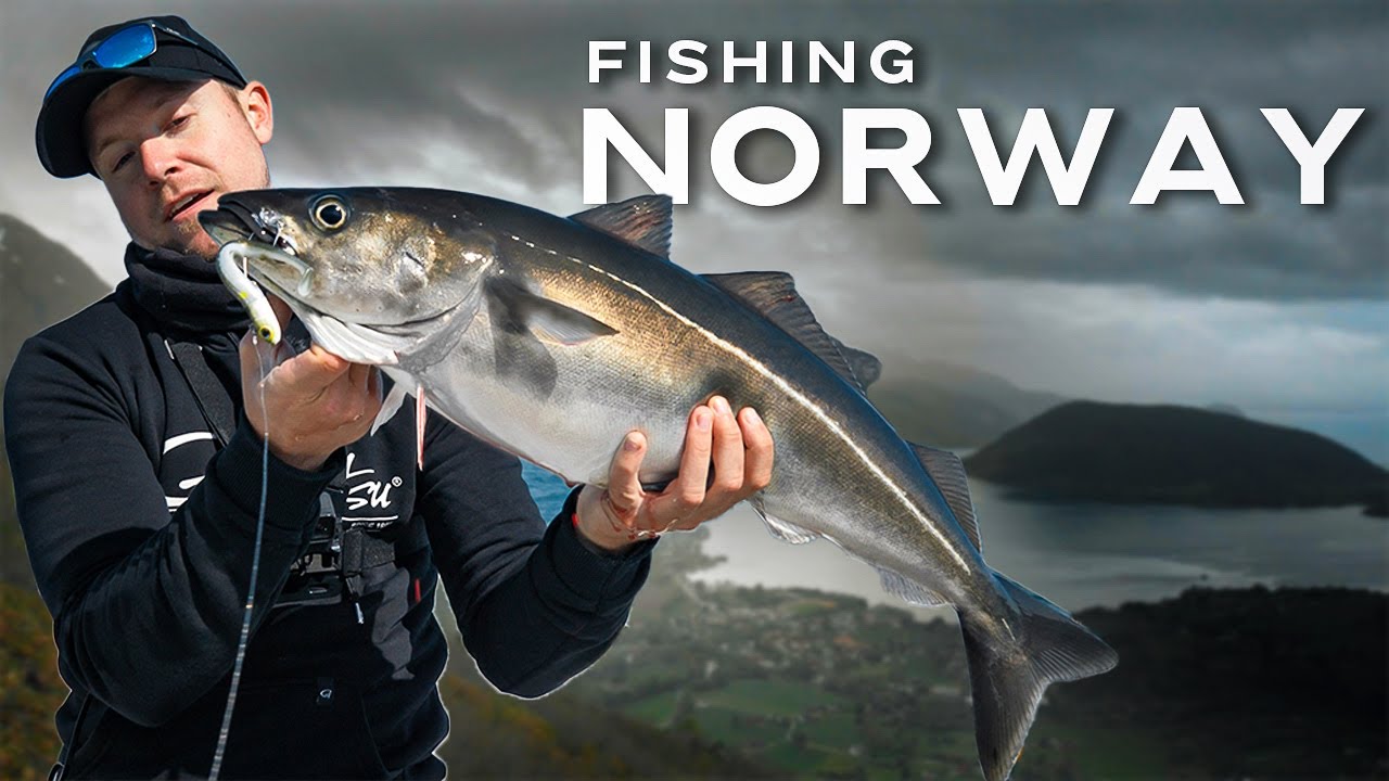 Auf der Suche nach Seelachs | Fishing Norway