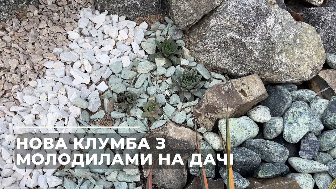 Нова клумба з молодилами на дачі