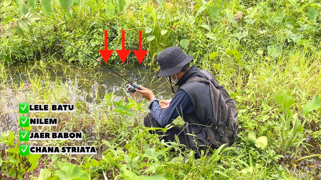 Dua hari mencari ikan di rawa-rawa|| NEMU SPOT KOMPLIT ||dapat lele lokal, nilem, chana & Jaer🔥🐠🤤