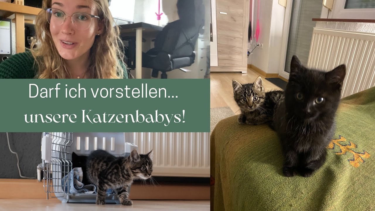 Die Katzenbabys ziehen ein!!! I Katzenvlog