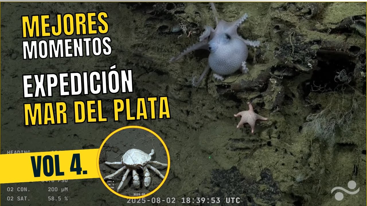 Los mejores momentos de la expedición del CONICET y Schmidt Ocean en Mar del Plata - Vol 4