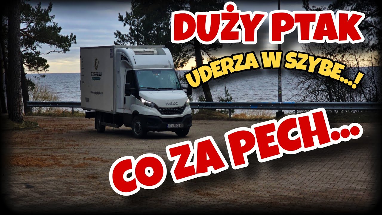 DUŻY PTAK UDERZA W SZYBE... CO ZA PECH! | MARDUŁA