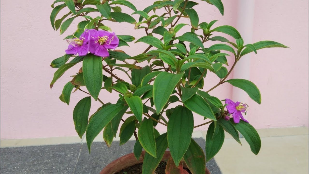Begum bahar, (Tibouchina semidecandra) complete guide for beginners part 1