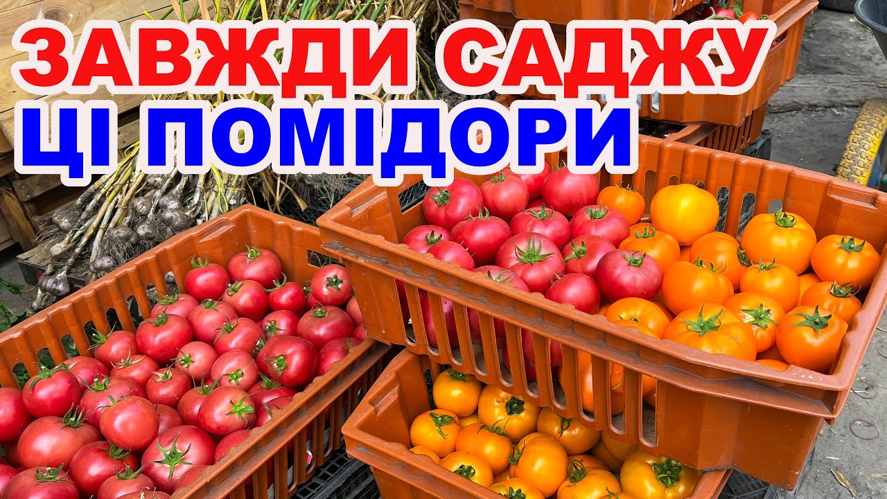 ТОП найсмачніших томатів для теплиці — мій досвід та поради