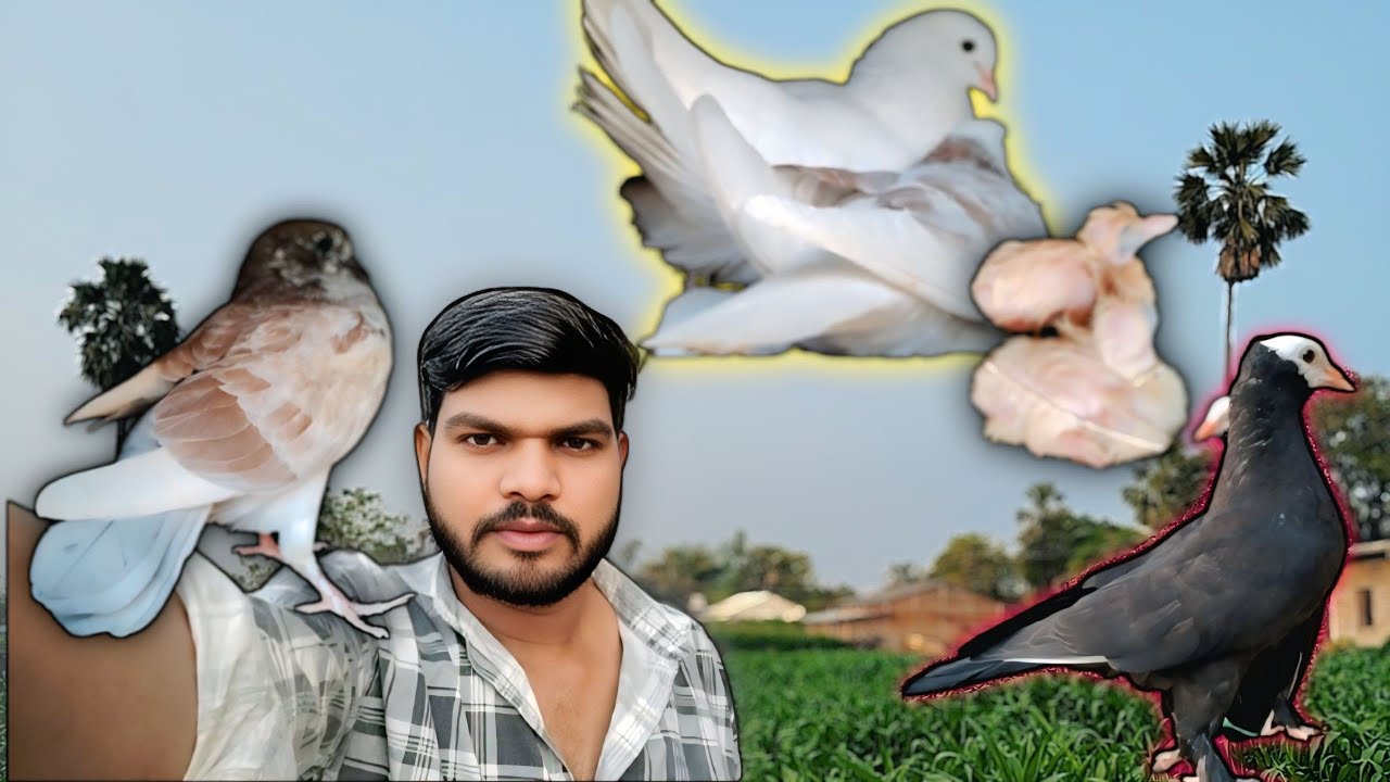 Kabootar ka bacha Or ande //मुखि कबूतर ने फिर से अंडे देदिया// કબુતર ના ઈડા બચ્ચા વિડિઓ 🕊🔥#vlog#