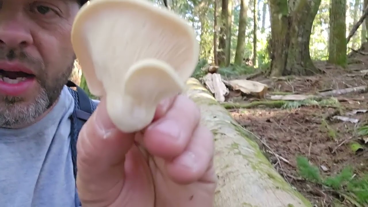 Oyster Mushroom Identification, forage, and cook!