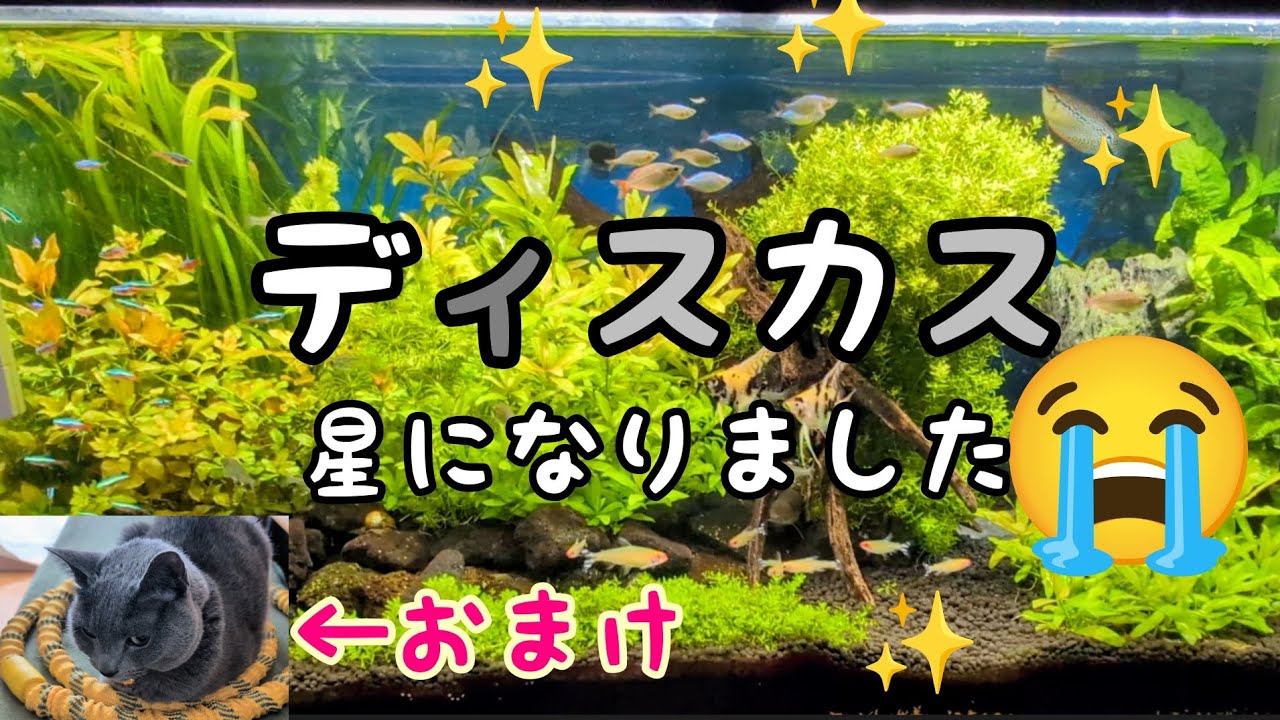 ディスカスが亡くなりました😭悲しいですが、また新たな始まりに進んでいきます😊