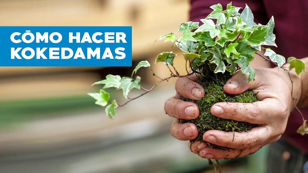 C&oacute;mo hacer kokedamas