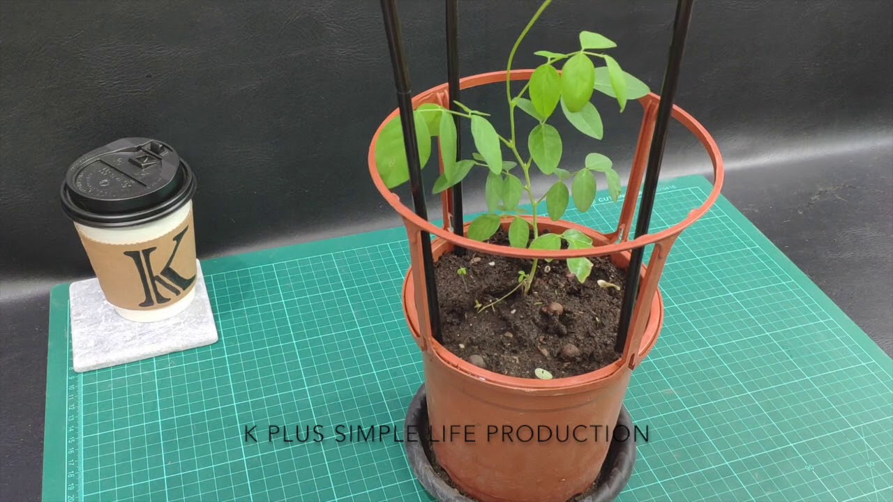 DIY蝶豆花架 吸管 手作花棚 花架 鋁線 BEST OUT OF WASTE STRAW HACK