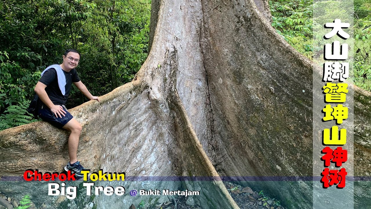 【槟城】大山脚 督坤山有大树 神树 你听说了吗❤️ Penang Bukit Mertajam Cherok Tokun Big Tree☝️