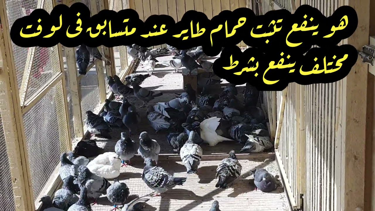 ما شاء الله ثبت ٢٠ طير طايرين فى مكان اخر