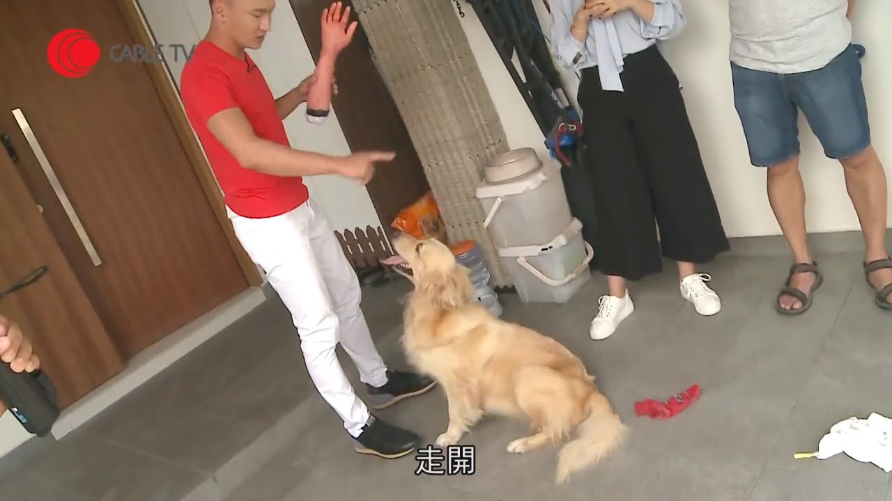 金毛尋回犬發狂咬人手當玩 咬實假手唔放嚇窒全場 Eric Ko 竟先鬆繩由佢亂跑亂撲 發現狗狗太開心不識自控！【煉狗術師 S2 EP19-2】