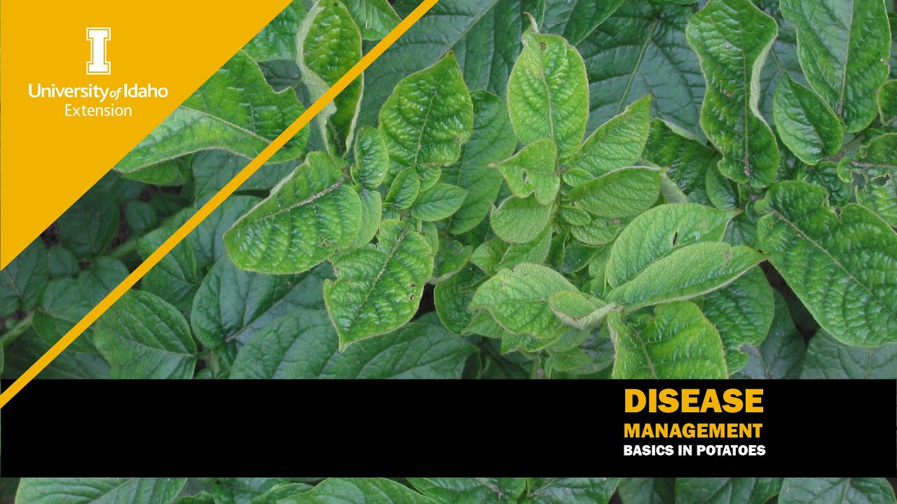 Disease Management Basics in Potatoes