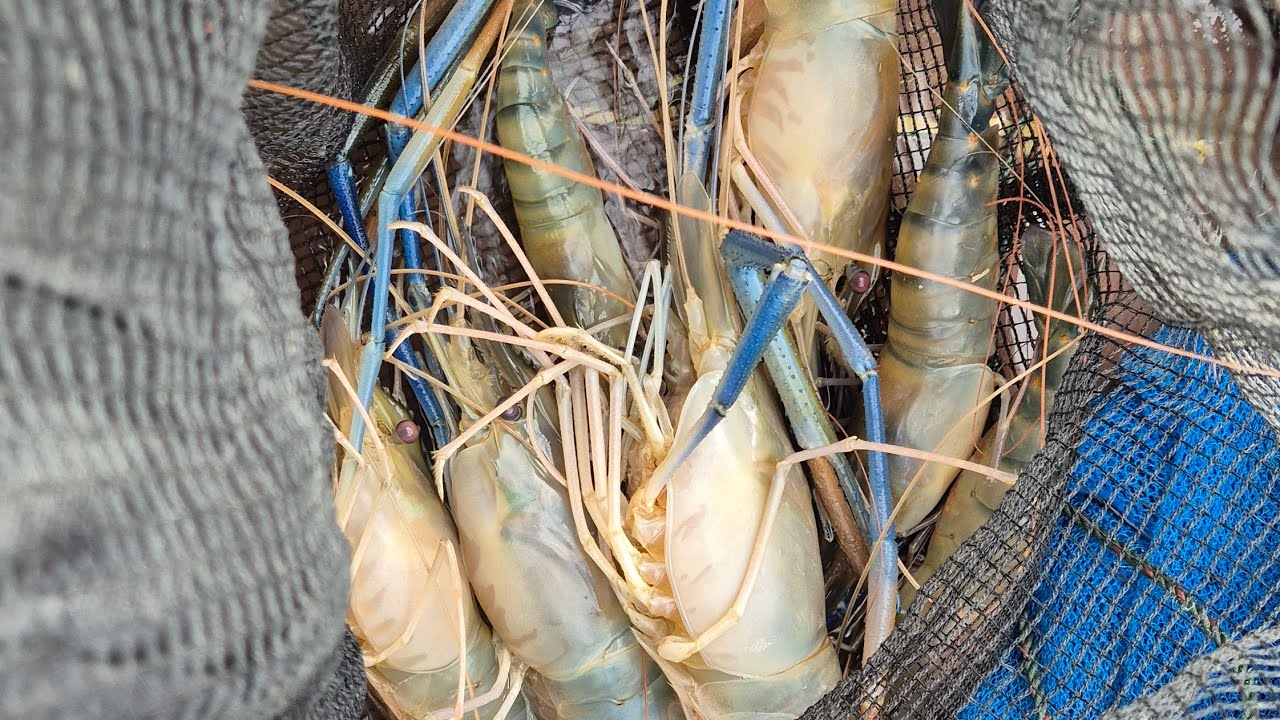 Tarikan Udang Sungai Landak, Bikin Candu ‼️