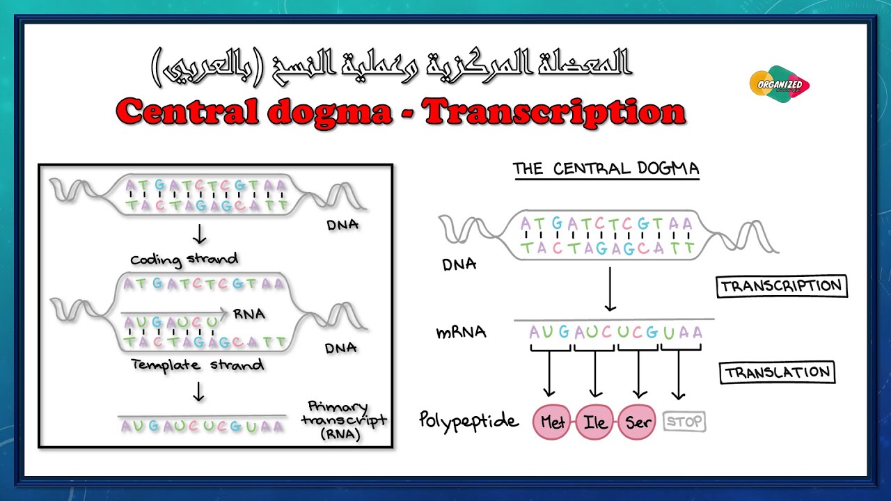 العقيدة المركزية وعملية النسخ بالعربى  - Central dogma, transcription and gene expression (Part 1)