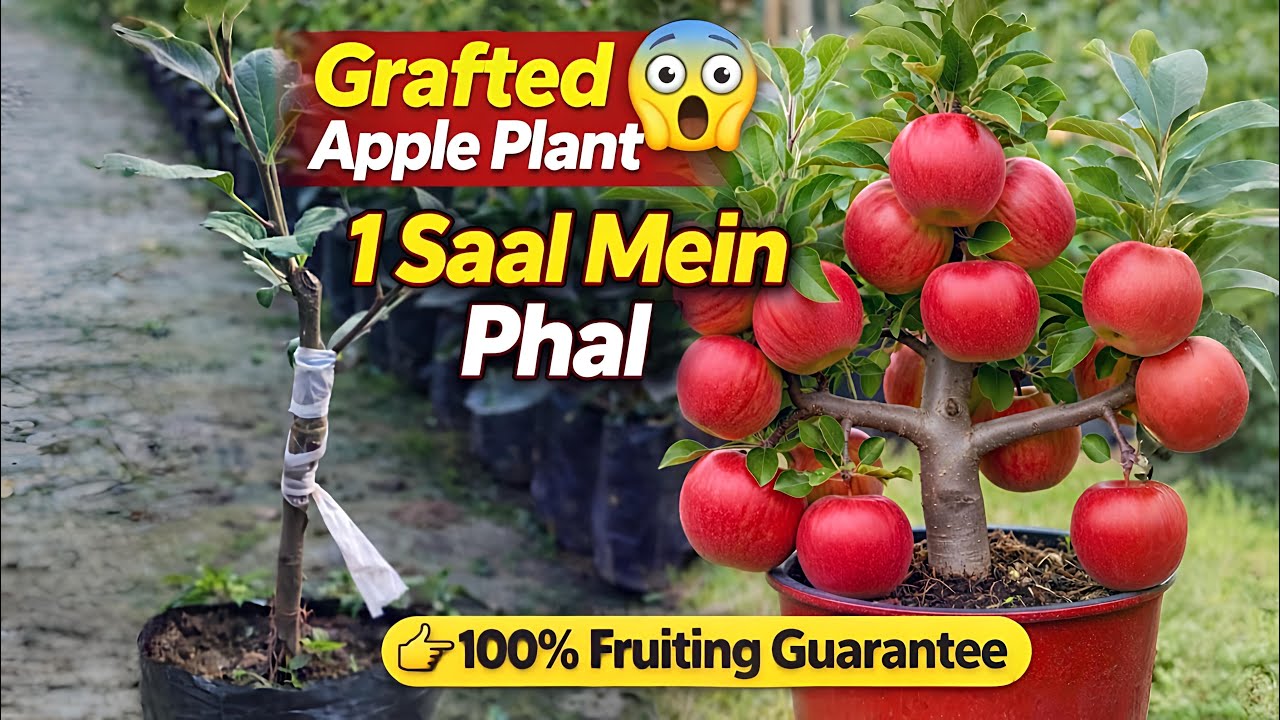 Apple Plant Buying Guide 2026 | Fake Se Bachke. || Apple Plants Farming || 1 Saal Mein Seb! 😲 || 