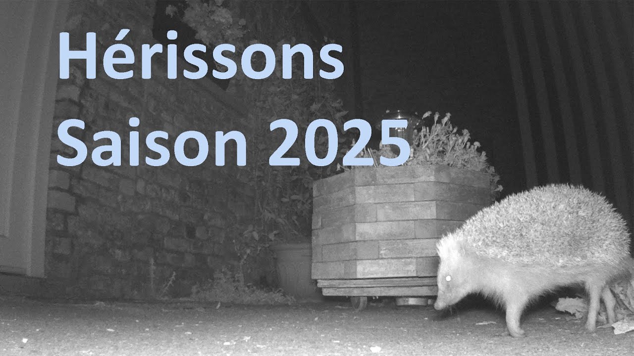 Hérissons (hedgehog) saison 2025