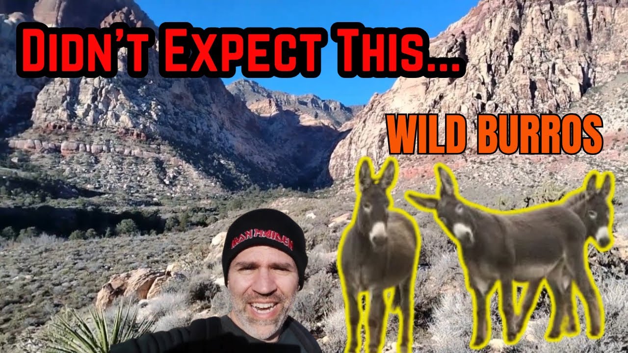 This Hike Took an Unexpected Turn… Wild Burros & a Weird Break! 🏜️