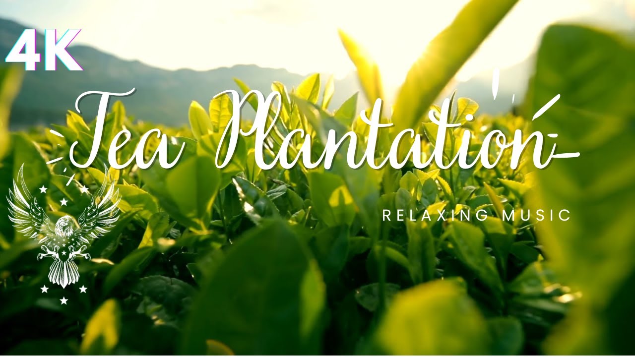 Tea Plantation: Relaxing Music Along With Beautiful Nature Videos 4K Video HD