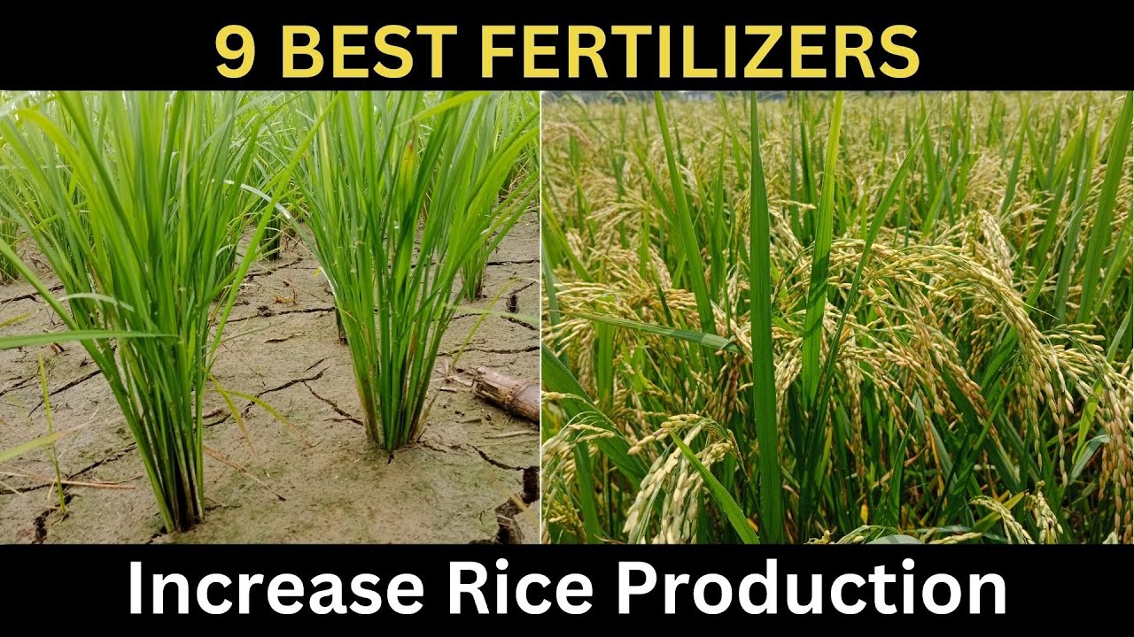 Increase Rice Yield. Rice fertilizer requirement.