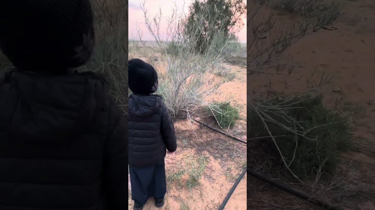 شجرة الارطى من البذور الى عمر ٩ سنوات