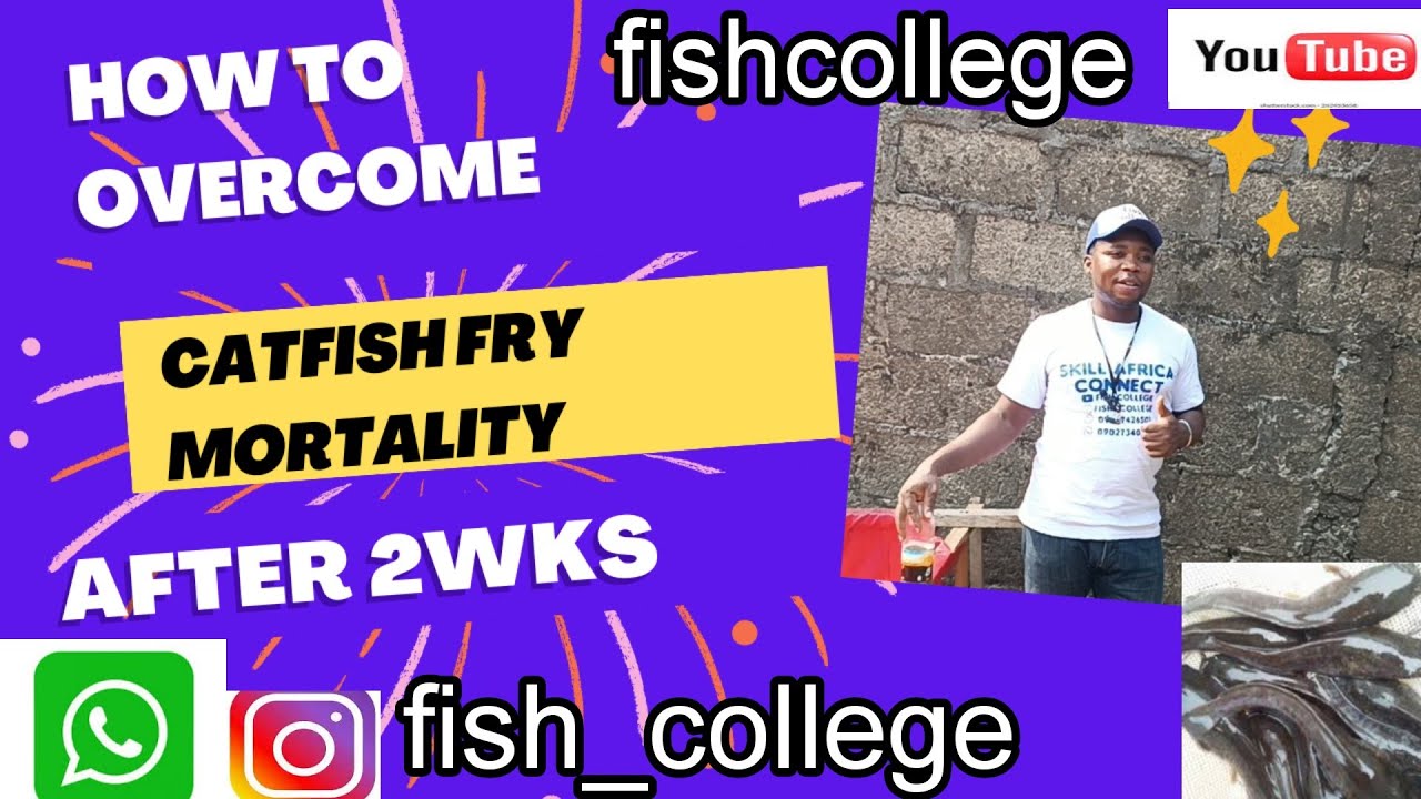 How to overvome Catfish fry mortality after 2weeks.Things to do