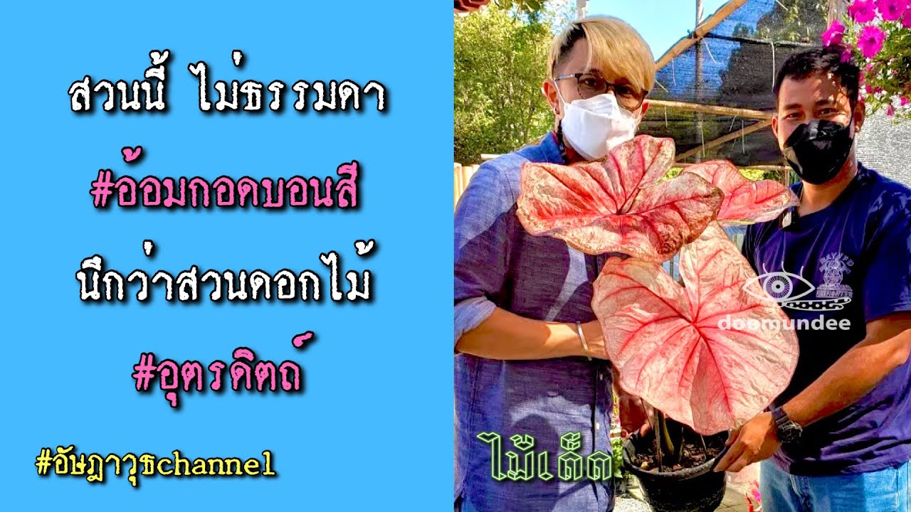 เชื่อเมีย...แล้วดีเอง!!! | สวนอ้อมกอดบอนสี | [บันทึกLive] ไม้เด็ด