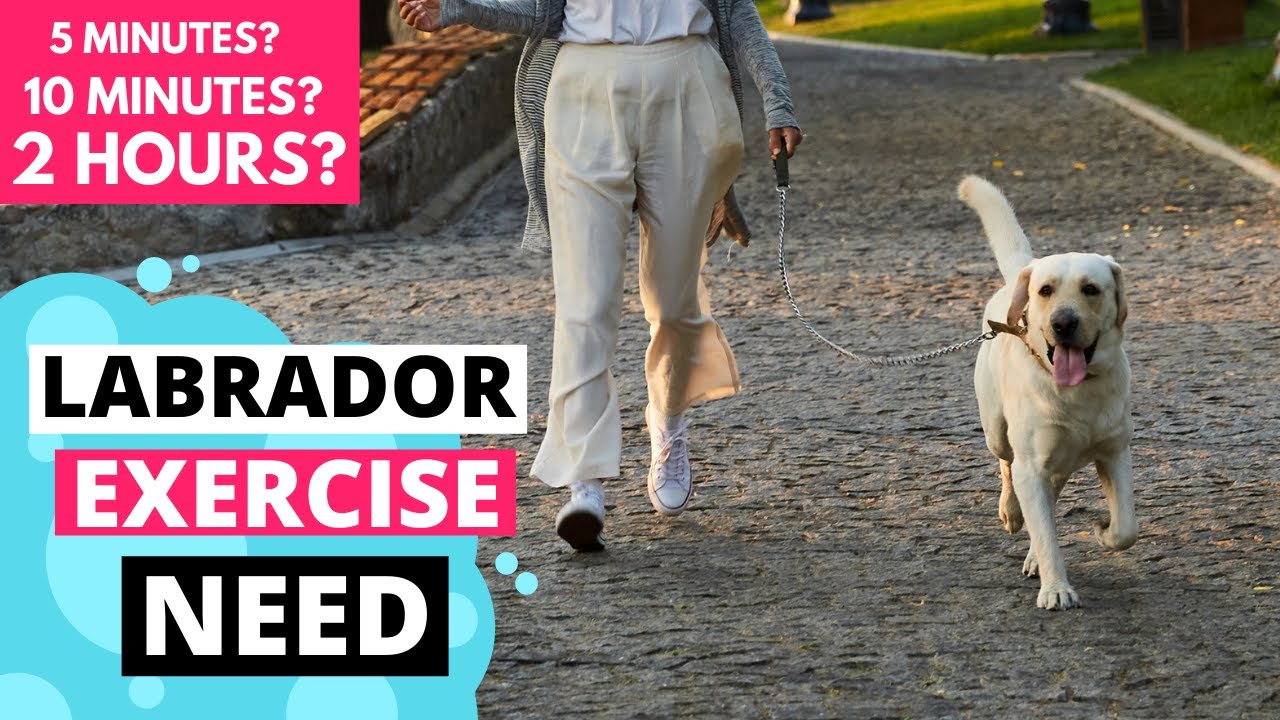 How Much Exercise does a Labrador need to stay Fit?