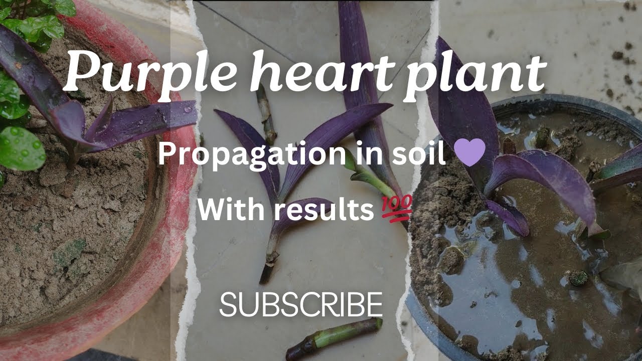 Easy Purple heart plant Propagation| A must try ! Purple Queen plant 💜