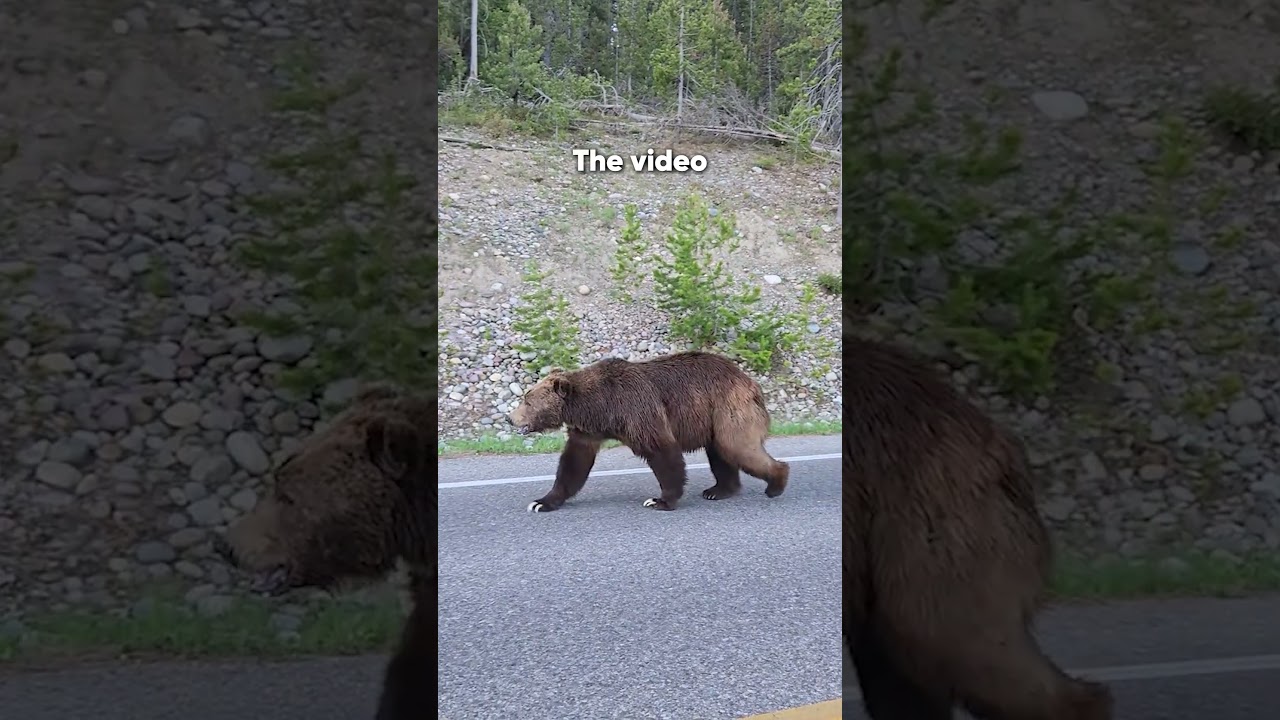 This Bear’s Claws Are Crazy 😲