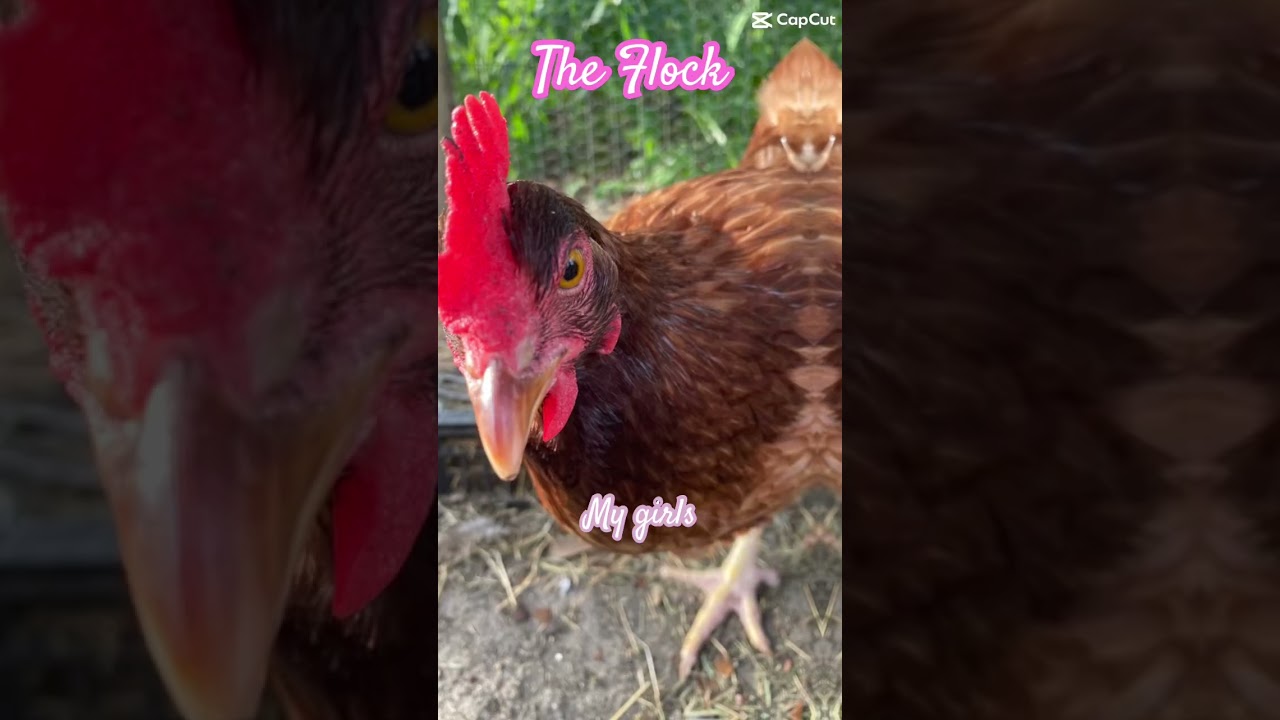 #lovegod #youtubeshorts #cuteshorts #love #family #chickenshorts #chicken #flock #flockpower #girls