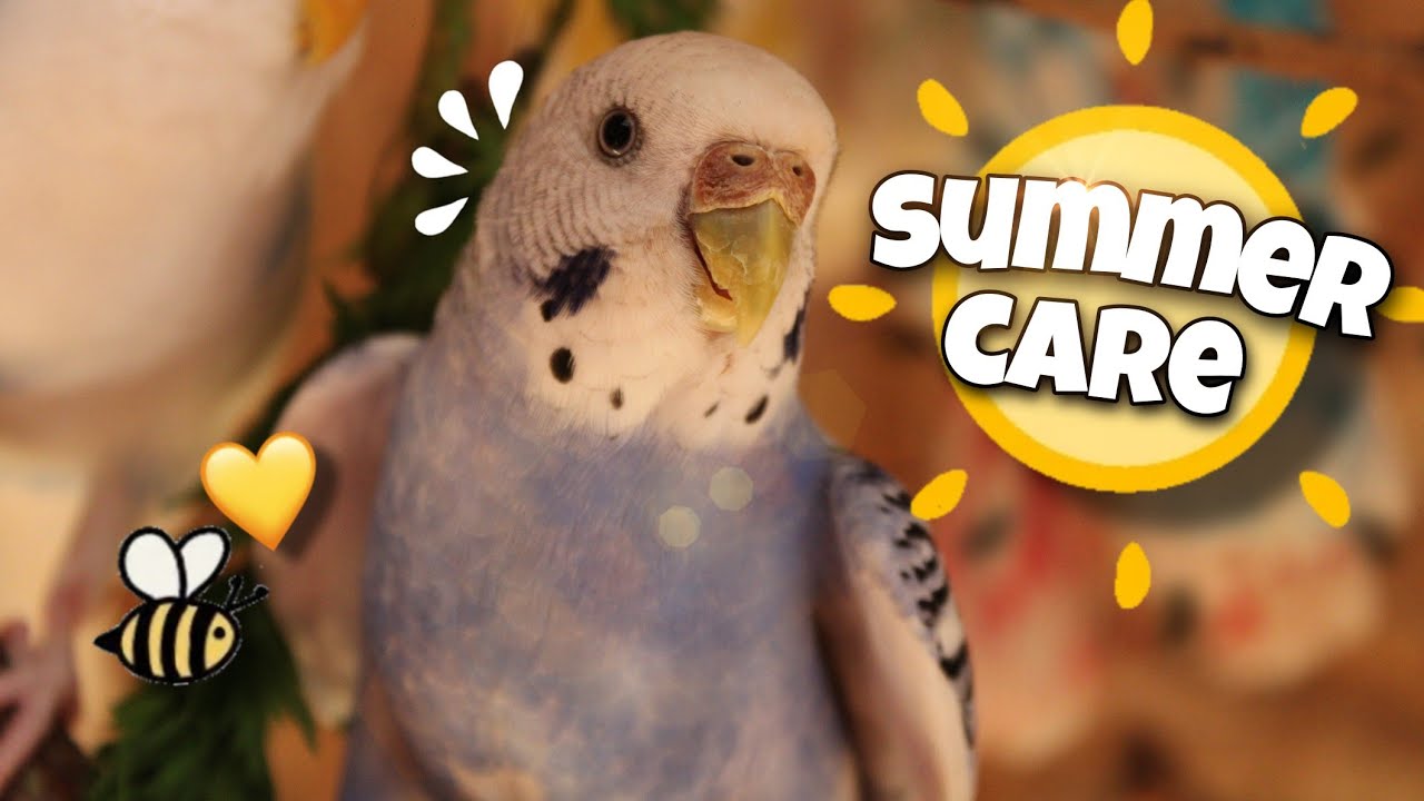 Budgies and the Summer Care 🌻