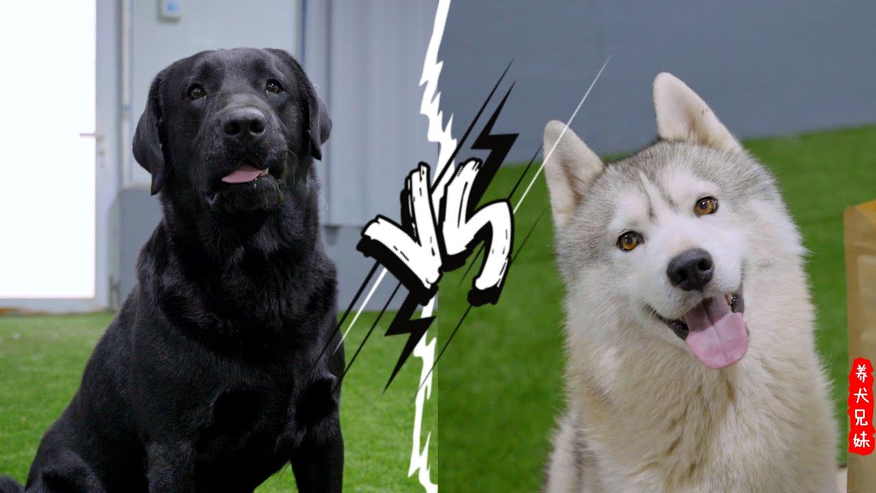 奇怪，我这是同时养了一只假的拉布拉多和一只假的哈士奇吗？\Confusing, do I have a fake Labrador and a fake Husky at the same time?