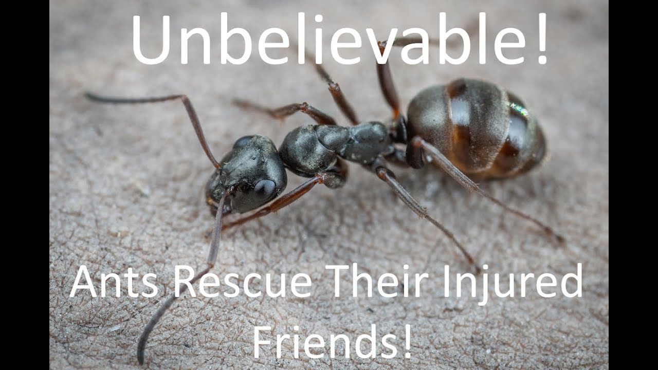 Unbelievable! Ants Rescue Their Injured Friends