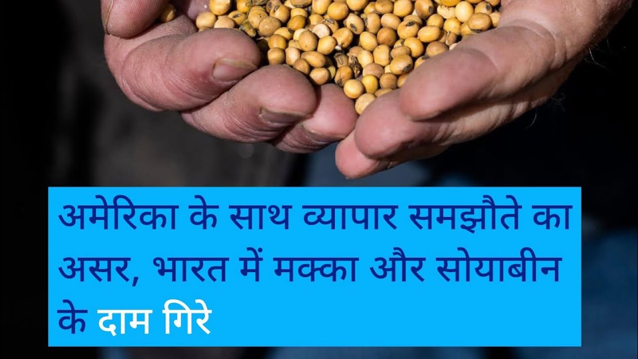 11 फ़रवरी 2026 देवास मंडी सोयाबीन नया रायड़ा विशाल चना मसूर तिल्ली और अन्य फसलो के भाव !! सोयाबीन 🧐🎯