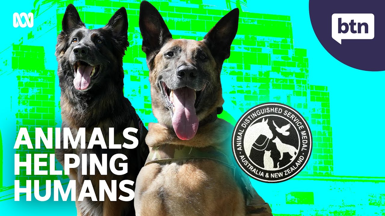 Military Animals - Behind the News
