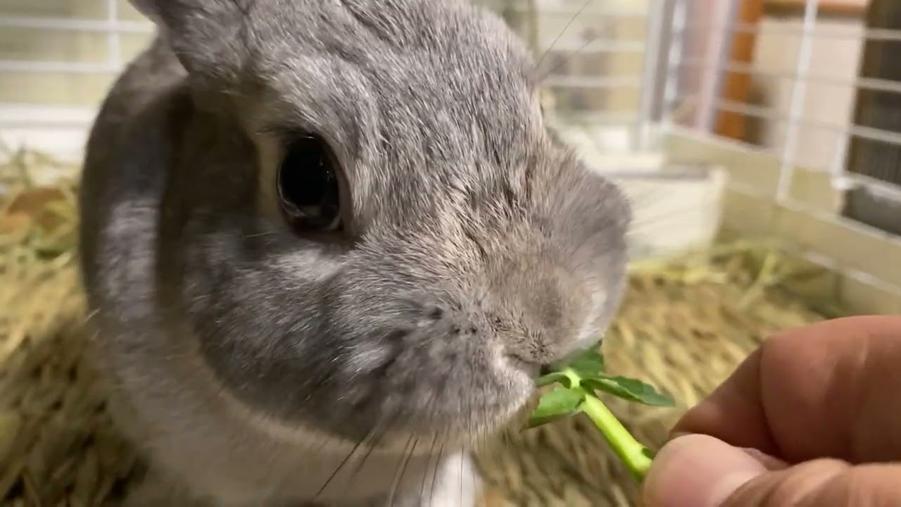 2020年2月25日　美味しそうにブロッコリーの葉っぱにかぶりつく豆ちゃん　#ネザーランドドワーフ 