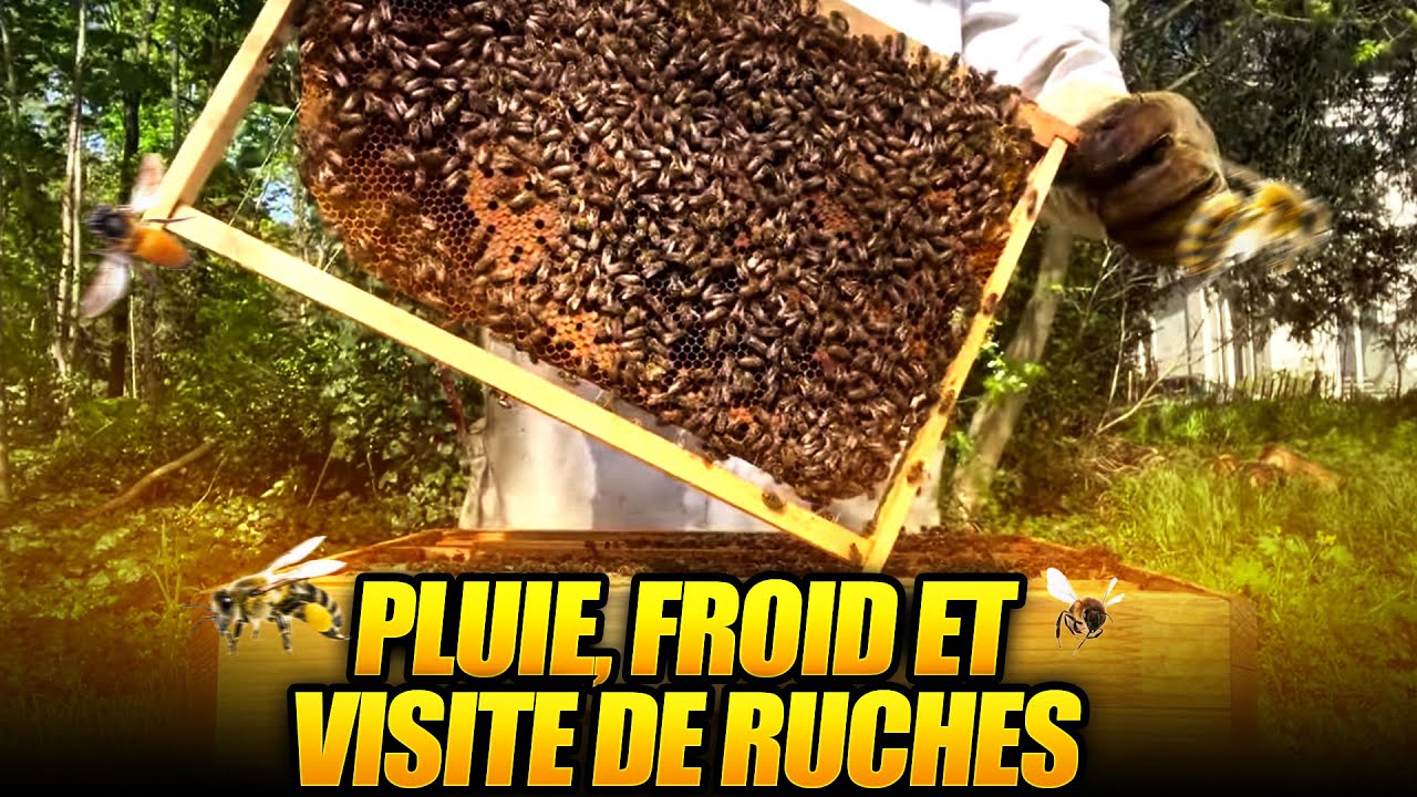 Pluie, froid et Visite de ruches. Un printemps de m…. .